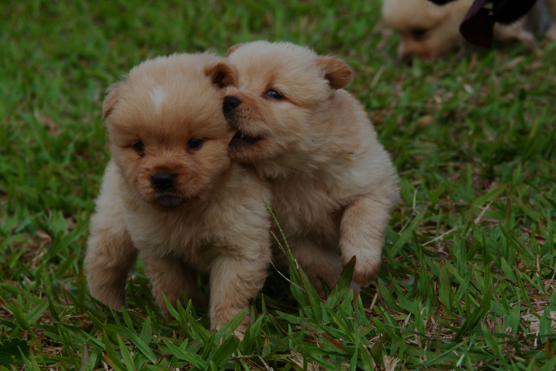 heartworm_special Two puppies playing on grass
