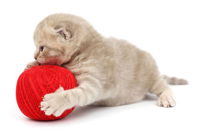 Kitten playing with Yarn