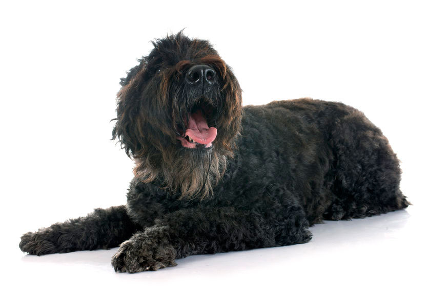 Doc Jerri Dog on white background