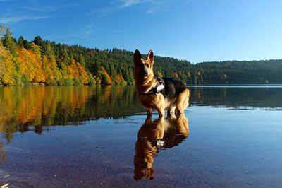 German Sheperd in the lake