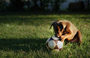 Dog playing with fotball on the field