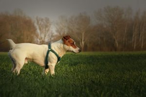 Dog in the field