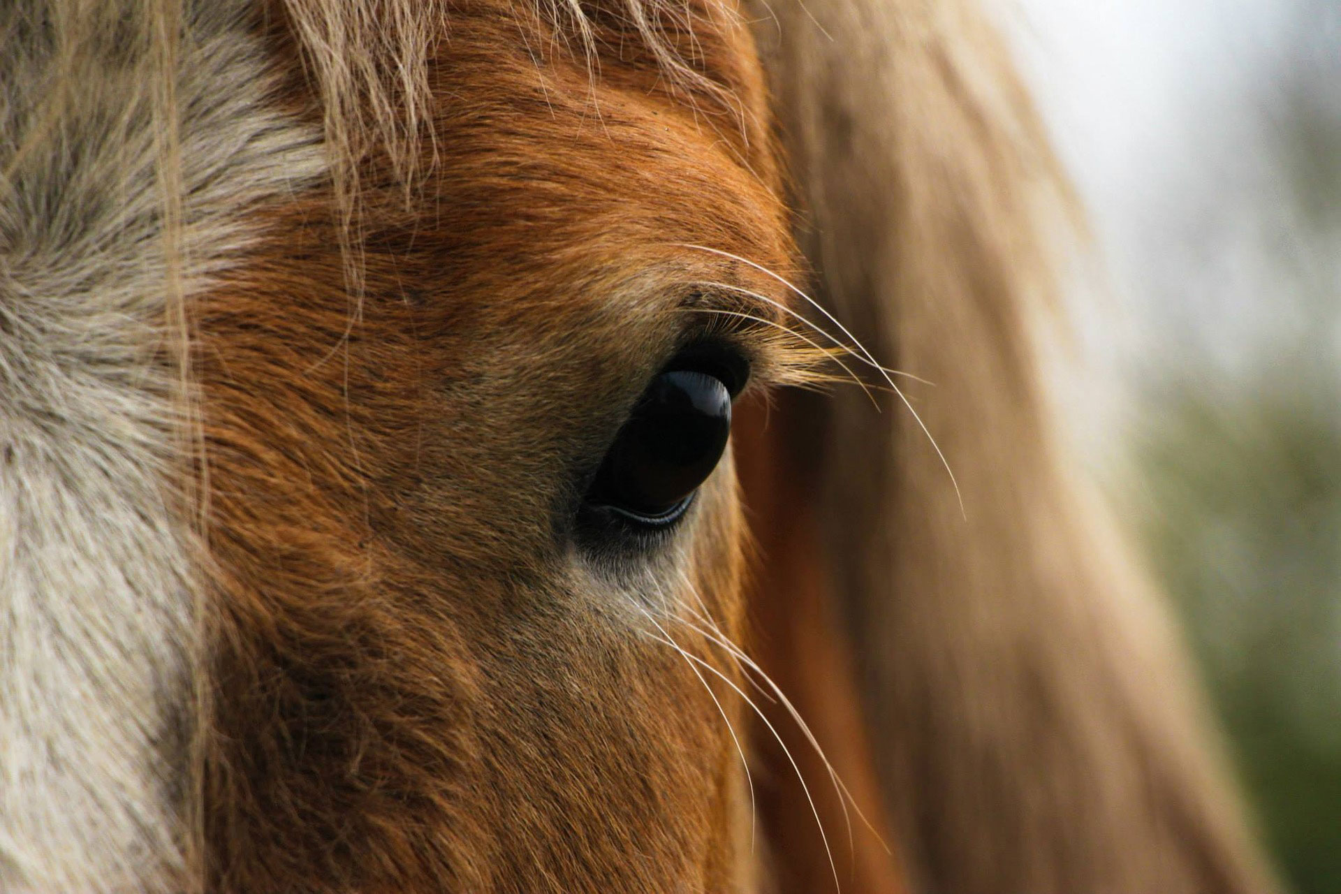 Horse Eye Close up