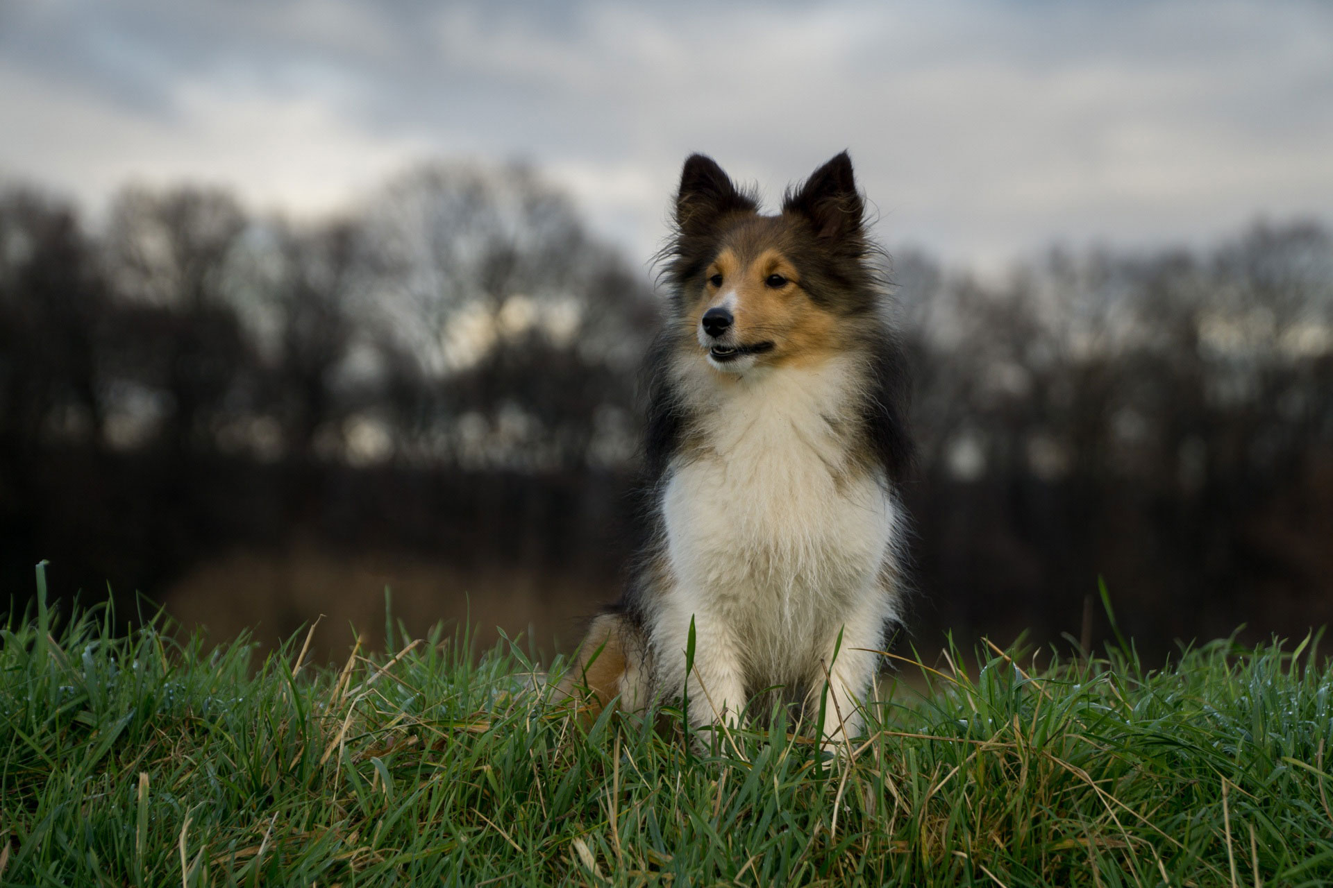 Portrait of a happy old dog at the dog park