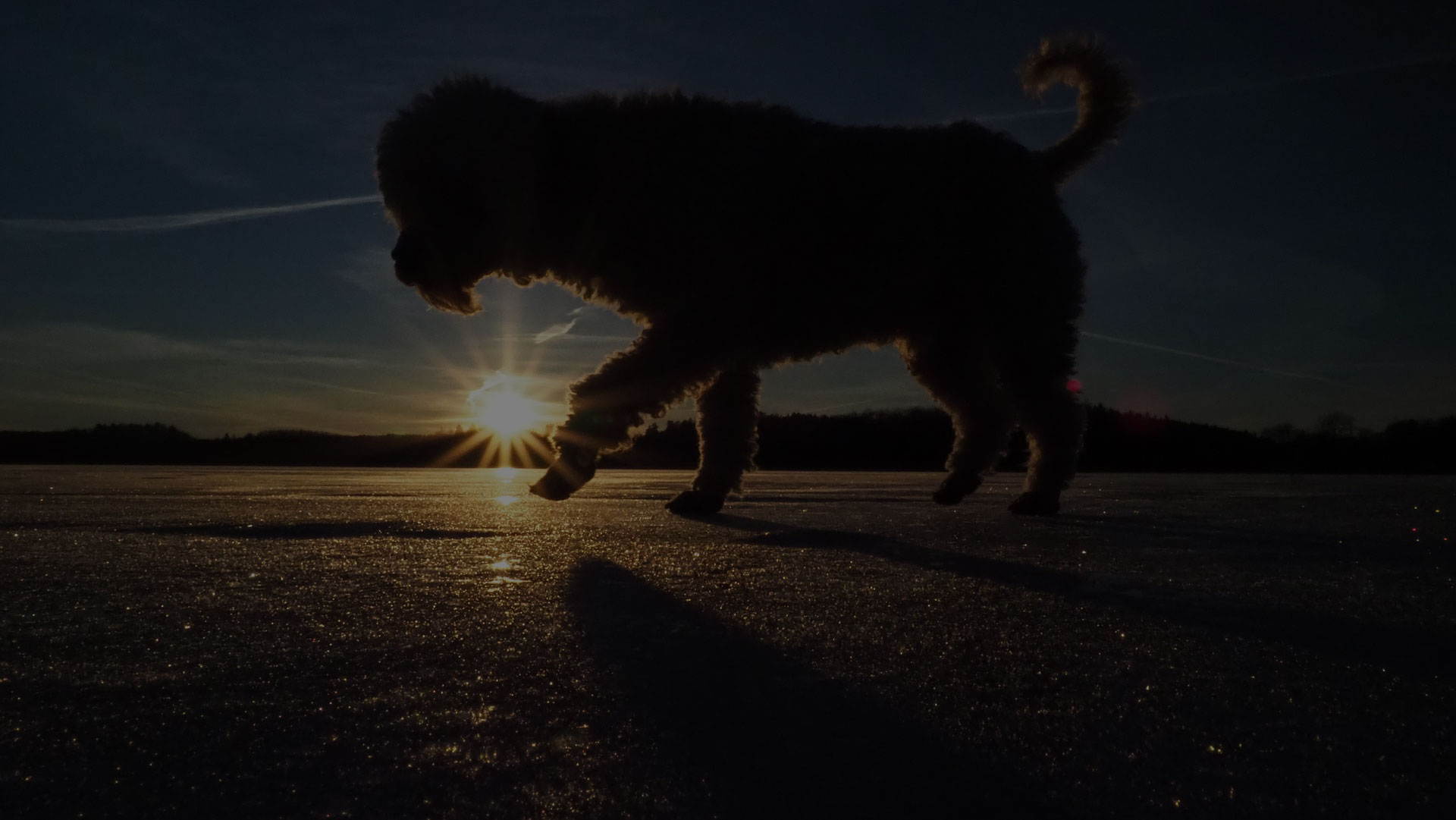 Dog with sunset